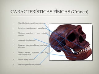 CARACTERÍSTICAS FÍSICAS (Cráneo) Mandíbula sin mentón prominente. Incisivos espadiformes y mas planos. Molares grandes y con esmalte grueso. Ausencia de diastema. Foramen magnum ubicado más hacia el centro. Rostro menos prognato que los autralopitecinos. Frente baja y huidiza Borde supraorbitario saliente. 