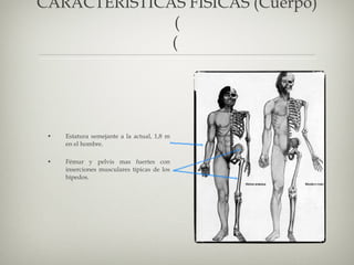 CARACTERÍSTICAS FÍSICAS (Cuerpo) ( (  Estatura semejante a la actual, 1,8 m en el hombre. Fémur y pelvis mas fuertes con inserciones musculares típicas de los bípedos. 