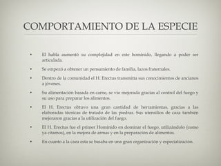 El habla aumentó su complejidad en este homínido, llegando a poder ser articulada. Se empezó a obtener un pensamiento de familia, lazos fraternales. Dentro de la comunidad el H. Erectus transmitía sus conocimientos de ancianos a jóvenes. Su alimentación basada en carne, se vio mejorada gracias al control del fuego y su uso para preparar los alimentos. El H. Erectus obtuvo una gran cantidad de herramientas, gracias a las elaboradas técnicas de tratado de las piedras. Sus utensilios de caza también mejoraron gracias a la utilización del fuego. El H. Erectus fue el primer Homínido en dominar el fuego, utilizándolo (como ya citamos), en la mejora de armas y en la preparación de alimentos. En cuanto a la caza esta se basaba en una gran organización y especialización. COMPORTAMIENTO DE LA ESPECIE 