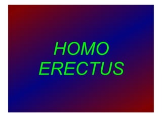 HOMO ERECTUS 