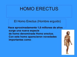 HOMO ERECTUS El Homo Erectus (Hombre erguido) Hace aproximadamente 1,6 millones de años surge una nueva especie de homo denominada Homo erectus. Con este homo aparecieron novedades importantes como  : 