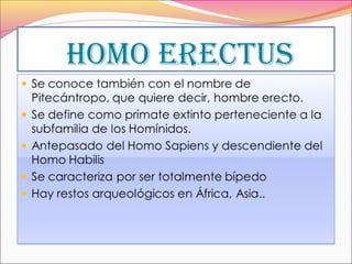 HOMO ERECTUS
 