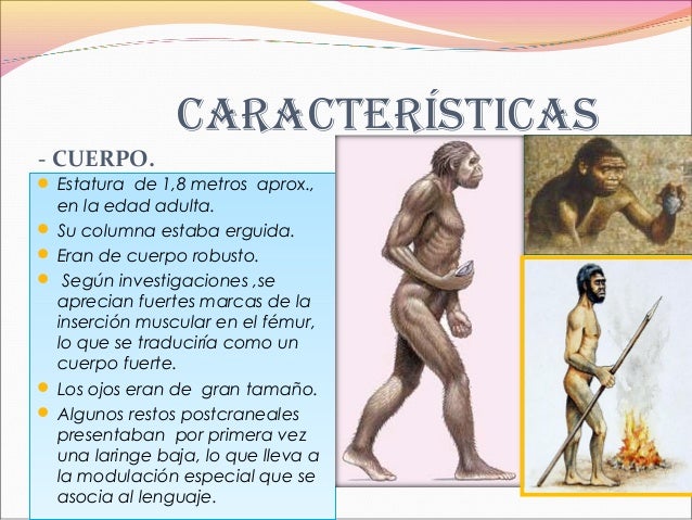 Homoerectus