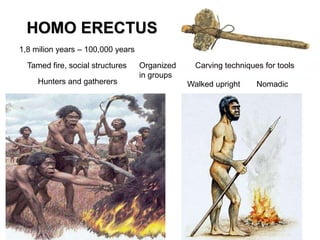 HOMO ERECTUS
1,8 milion years – 100,000 years
Tamed fire, social structures

Hunters and gatherers

Organized
in groups

Carving techniques for tools

Walked upright

Nomadic

 