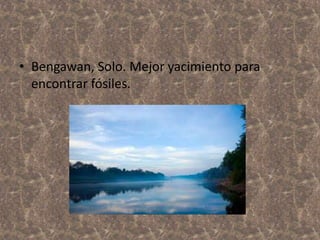 • Bengawan, Solo. Mejor yacimiento para
encontrar fósiles.

 