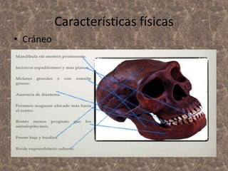 Características físicas
• Cráneo

 