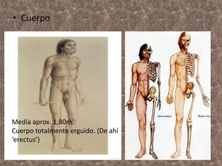 • Cuerpo

Medía aprox. 1,80m.
Cuerpo totalmente erguido. (De ahí
‘erectus’)

 