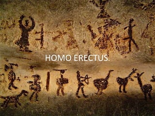 Homo erectus
HOMO ERECTUS.

 