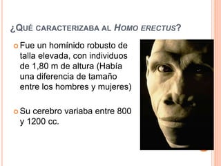 ¿QUÉ CARACTERIZABA AL HOMO ERECTUS?
 Fue un homínido robusto de
talla elevada, con individuos
de 1,80 m de altura (Había
una diferencia de tamaño
entre los hombres y mujeres)
 Su cerebro variaba entre 800
y 1200 cc.
 