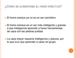 ¿CÓMO SE ALIMENTABA EL HOMO ERECTUS?
 El homo erectus ya no es un ser carroñero.
 El homo erectus es un ser más inteligente y gracias
a esa inteligencia aprendió a hacer herramientas
de caza con las piedras pulidas.
 La caza mayor requería inteligencia y astucia, por
lo que tuvo que aprender a cazar en grupo.
 