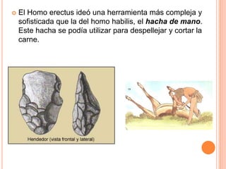  El Homo erectus ideó una herramienta más compleja y
sofisticada que la del homo habilis, el hacha de mano.
Este hacha se podía utilizar para despellejar y cortar la
carne.
 
