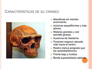 CARACTERÍSTICAS DE SU CRÁNEO
 Mandíbula sin mentón
prominente.
 Incisivos espadiformes y más
planos.
 Molares grandes y con
esmalte grueso.
 Ausencia de diastema.
 Foramen magnun ubicado
más hacia el centro.
 Rostro menos prognato que
los australopitecinos.
 Frente baja y huidiza
 Borde supraorbitario saliente.
 