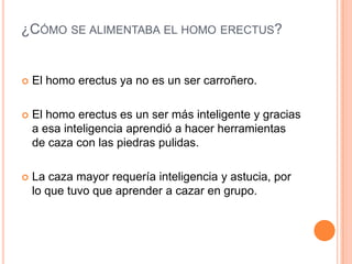 ¿CÓMO SE ALIMENTABA EL HOMO ERECTUS?
 El homo erectus ya no es un ser carroñero.
 El homo erectus es un ser más inteligente y gracias
a esa inteligencia aprendió a hacer herramientas
de caza con las piedras pulidas.
 La caza mayor requería inteligencia y astucia, por
lo que tuvo que aprender a cazar en grupo.
 
