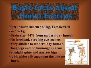 Basic facts about Homo ErectusSize: Male=180 cm / 66 kg, Female=160 cm / 56 kg