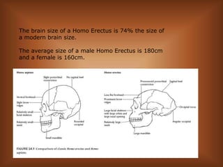 Miscellaneous Facts:The brain size of a Homo Erectus is 74% the size of a modern brain size.The average size of a male Homo Erectus is 180cm and a female is 160cm.