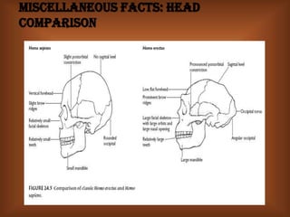 Miscellaneous Facts: head comparison 