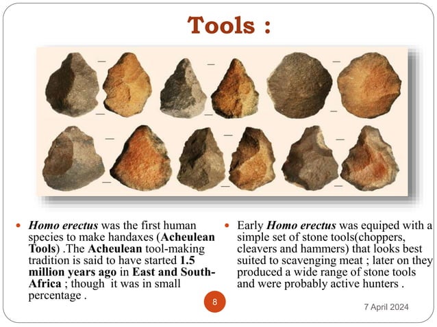 Homo erectus( the upright man), Manipur university | PPTX | Geology ...