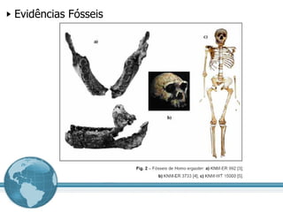Evidências Fósseis 