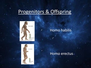 Progenitors & Offspring
Homo habilis

Homo erectus

 