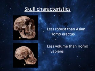 Skull characteristics

Less robust than Asian
Homo erectus
Less volume than Homo
Sapiens

 
