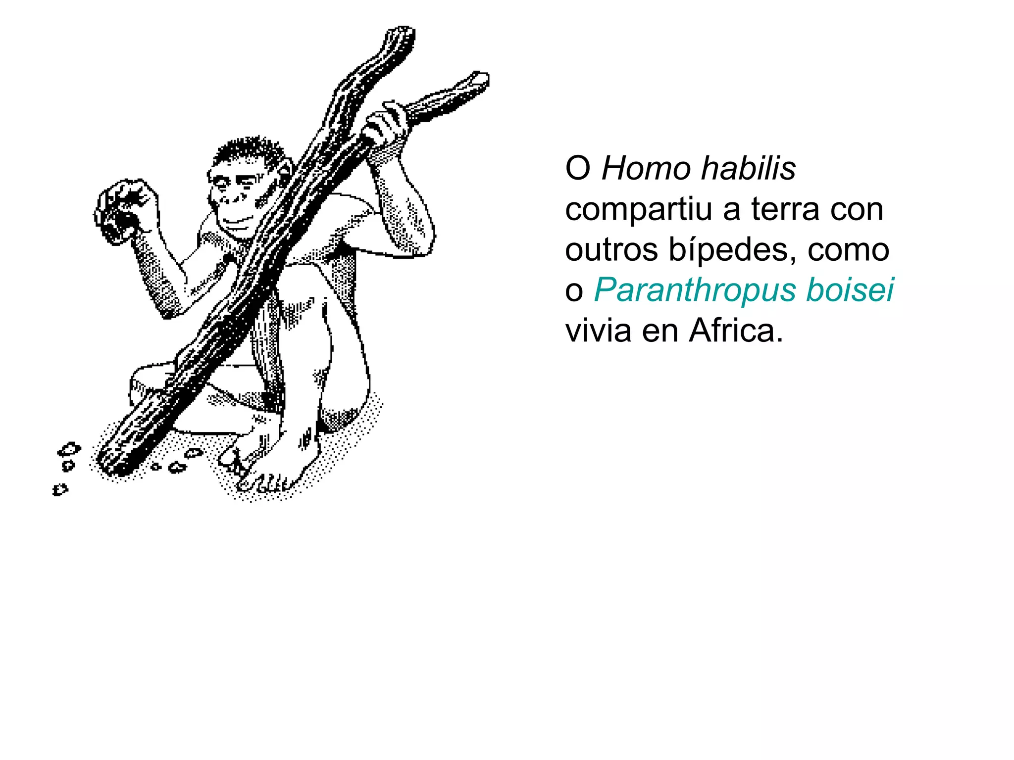 Homo Habilis 1 | PPT