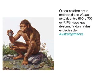 O seu cerebro era a metade do do  Homo  actual, entre 600 e 700 cm³. Pénsase que descendía dunha das especies de  Australopithecus .  