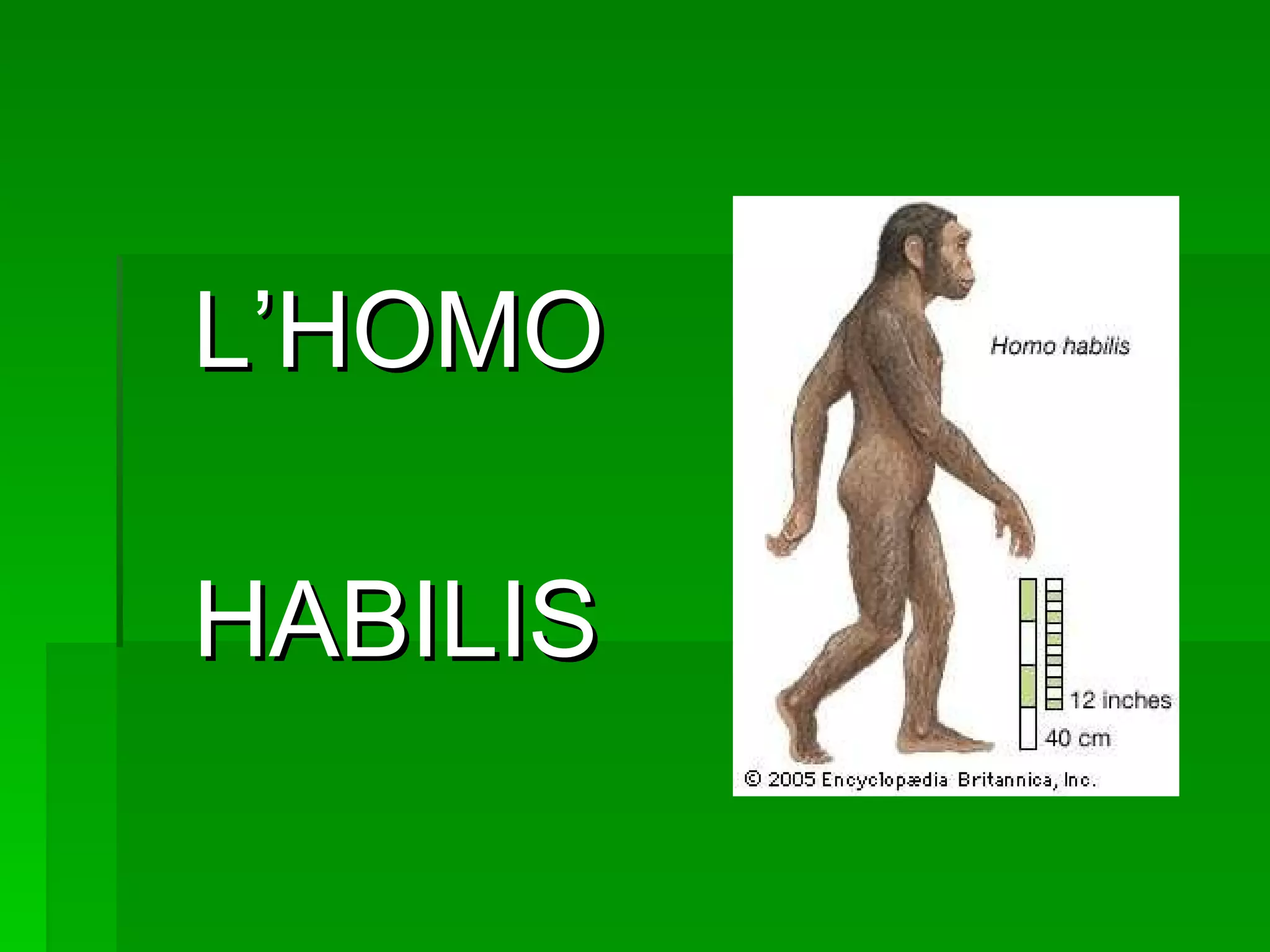 Homo habilis (A) | PPT