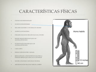 Homo Habilis | KEY