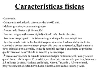 Características físicas 
•Cara corta. 
•Cráneo más redondeado con capacidad de 612 cm³. 
•Molares grandes y con esmalte grueso. 
•Ausencia de diastema (información). 
•Foramen magnum (hueco occipital) ubicado más hacia el centro. 
•Rostro menos prognato e incisivos más grandes que los austrolopitecus. 
•Revolucionó la dieta de los homínidos pues de comer fundamentalmente frutas 
comenzó a comer carne en mayor proporción que sus antepasados, llegó a matar a 
otros animales por la comida, lo que le permitió acceder a una fuente de proteínas 
que favoreció el desarrollo de su cerebro y de su cuerpo. 
•África es considerada la cuna de la humanidad por bastantes científicos, y se cree 
que el homo habilis apareció en África, en el sureste para ser más precisos, hace unos 
2.5 millones de años. Habitaba en Etiopía, Kenya, Tanzania y África oriental, 
progresivamente se extendieron hacia el norte, colonizando Europa y Asia. 
 