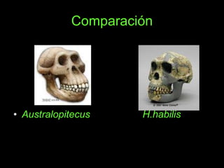 Comparación Australopitecus   H.habilis 