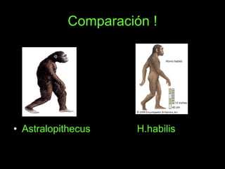 Comparación ! Astralopithecus   H.habilis 
