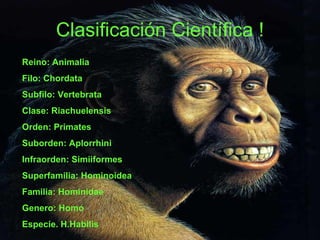 Clasificación Científica ! Reino: Animalia Filo: Chordata Subfilo: Vertebrata Clase: Riachuelensis Orden: Primates Suborden: Aplorrhini Infraorden: Simiiformes Superfamilia: Hominoidea Familia: Hominidae Genero: Homo Especie. H.Habilis 