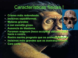 Características físicas ! Cráneo máis redondeado. Incisivos espadiformes. Molares grandes  e con esmalte groso. Ausencia de diastema. Foramen magnum (hoco occipital) ubicado máis hacia o centro. Rostro menos prognato que os australopitecinos. Incisivos máis grandes que os australopitecinos. Cara corta. 