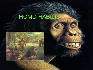 HOMO HABILIS 