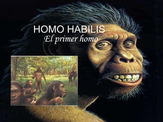 HOMO HABILIS El primer homo 