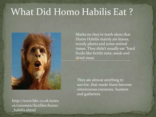 What Did Homo Habilis Eat ? Marks on they’re teeth show that Homo Habilis mainly ate leaves, woody plants and some animal tissue. They didn’t usually eat “hard foods like brittle nuts, seeds and dried meat. They ate almost anything to survive, that made them become omnivorous creatures, hunters and gatherers. http://www.bbc.co.uk/science/cavemen/factfiles/homo_habilis.shtml 
