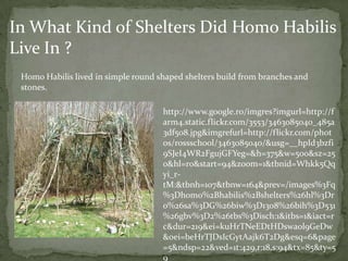 In What Kind of Shelters Did Homo Habilis Live In ?Homo Habilis lived in simple round shaped shelters build from branches and stones. http://www.google.ro/imgres?imgurl=http://farm4.static.flickr.com/3553/3463085040_485a3df508.jpg&imgrefurl=http://flickr.com/photos/rossschool/3463085040/&usg=__hpId3bzfi9SJeI4WR2FgujGFYeg=&h=375&w=500&sz=250&hl=ro&start=94&zoom=1&tbnid=Whkk5Qqyi_r-tM:&tbnh=107&tbnw=164&prev=/images%3Fq%3Dhomo%2Bhabilis%2Bshelters%26hl%3Dro%26sa%3DG%26biw%3D1308%26bih%3D531%26gbv%3D2%26tbs%3Disch:1&itbs=1&iact=rc&dur=219&ei=kuHrTNeEDtHDswaol9GeDw&oei=beHrTJDsIcGytAajk6T2Dg&esq=6&page=5&ndsp=22&ved=1t:429,r:18,s:94&tx=85&ty=59