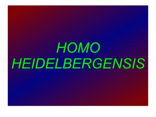 HOMO HEIDELBERGENSIS 