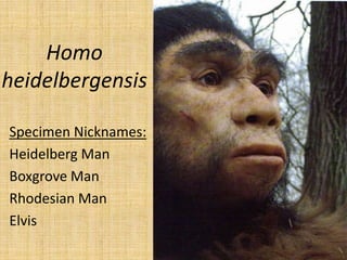 Homo
heidelbergensis

Specimen Nicknames:
Heidelberg Man
Boxgrove Man
Rhodesian Man
Elvis
 