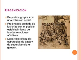 ORGANIZACIÓN
 Pequeños grupos con
una cohesión social.
 Prolongado cuidado de
las crías con el posible
establecimiento de
fuertes relaciones
afectivas.
 Desarrollo eficaz de
estrategias de caza y
de supervivencia en
general.
 