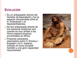 EVOLUCIÓN
 Es un antepasado directo del
Hombre de Neandertal y fue la
especie comprendida entre el
H. Antecessor y el
Neanderthalensis.
 No fue antepasado directo de
los humanos modernos aún
cuando es muy similar a los
Homo sapiens arcaicos
encontrados en África.
 Presenta caracteres
intermedios entre H. Erectus /
Ergaster y el H. sapiens,
incluido un torus occipital
hendido y una gran capacidad
neurocraneal.
 
