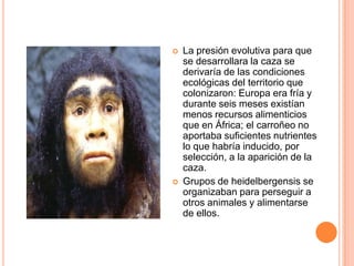  La presión evolutiva para que
se desarrollara la caza se
derivaría de las condiciones
ecológicas del territorio que
colonizaron: Europa era fría y
durante seis meses existían
menos recursos alimenticios
que en África; el carroñeo no
aportaba suficientes nutrientes
lo que habría inducido, por
selección, a la aparición de la
caza.
 Grupos de heidelbergensis se
organizaban para perseguir a
otros animales y alimentarse
de ellos.
 
