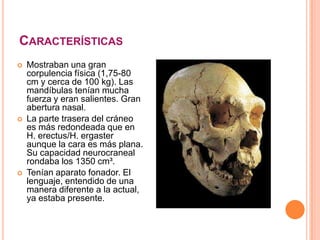 CARACTERÍSTICAS
 Mostraban una gran
corpulencia física (1,75-80
cm y cerca de 100 kg). Las
mandíbulas tenían mucha
fuerza y eran salientes. Gran
abertura nasal.
 La parte trasera del cráneo
es más redondeada que en
H. erectus/H. ergaster
aunque la cara es más plana.
Su capacidad neurocraneal
rondaba los 1350 cm³.
 Tenían aparato fonador. El
lenguaje, entendido de una
manera diferente a la actual,
ya estaba presente.
 