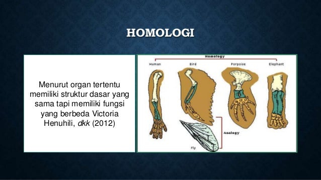 Homologi dan analogi perbandingan embriologi presentasi Homologi dan analogi perbandingan embriologi presentasi