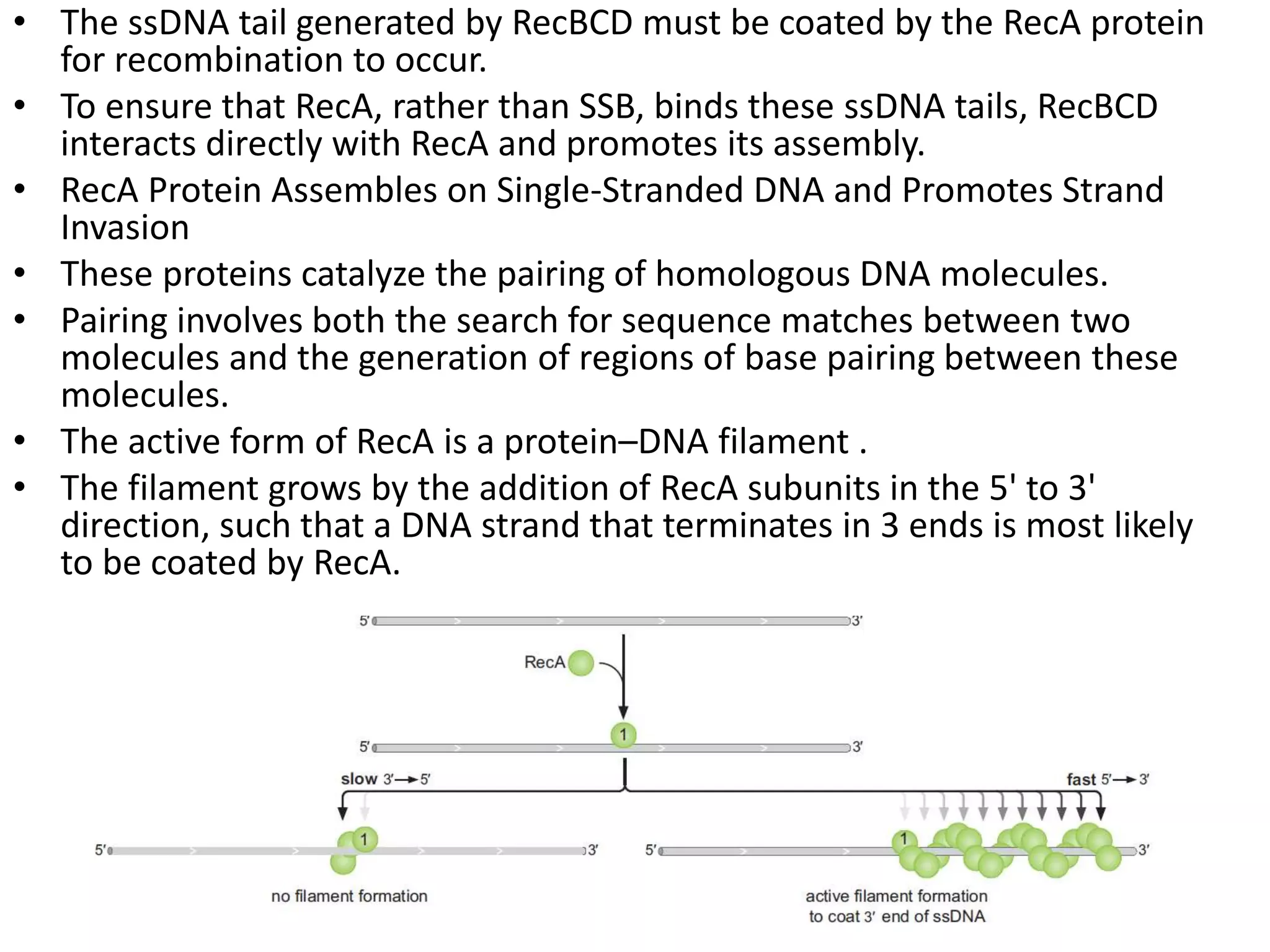 Homologous recombination Biology Diagrams