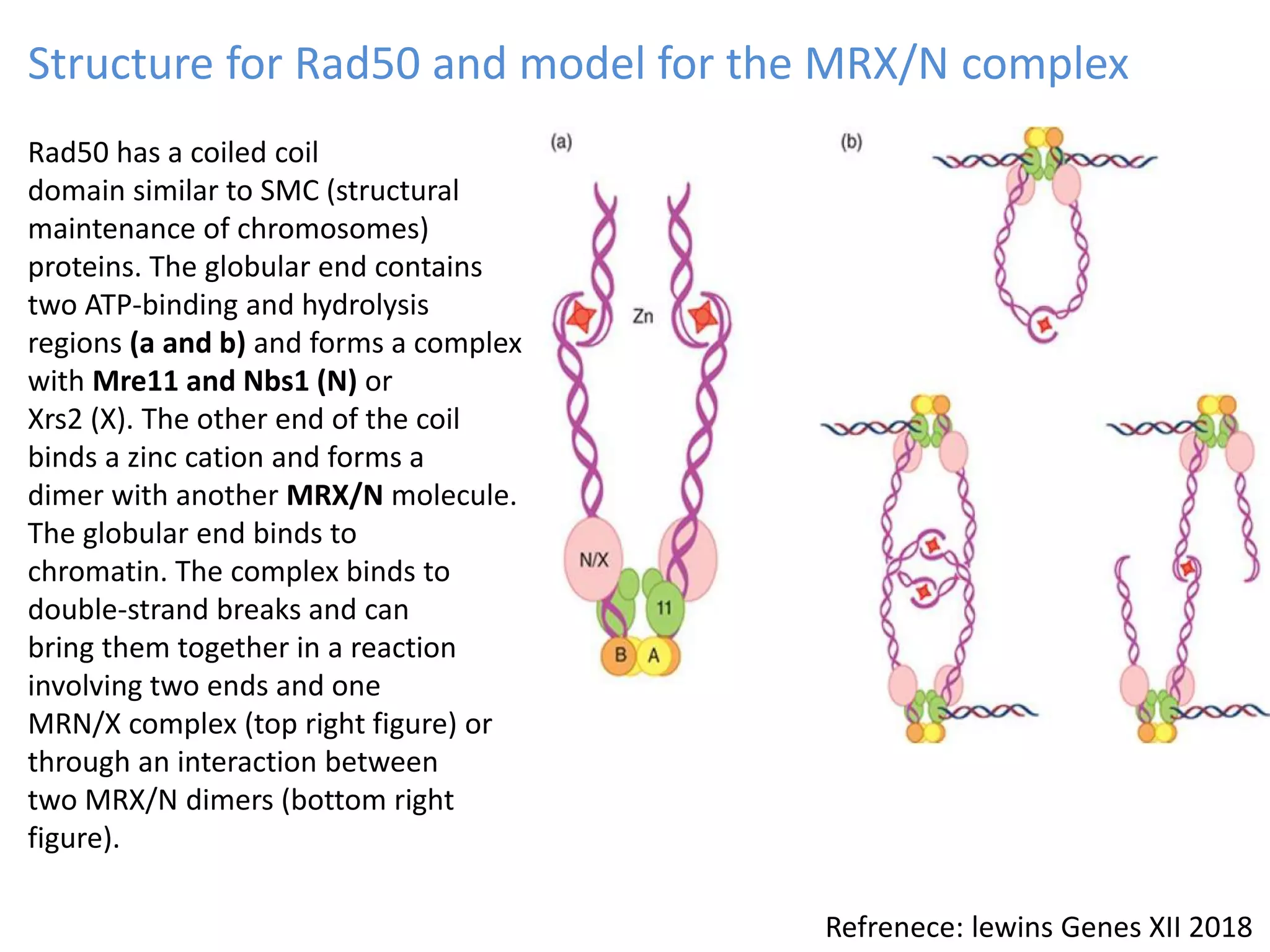 Homologous recombination Biology Diagrams