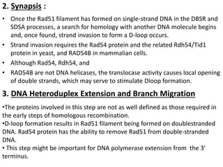 Strand Invasion Homologous recombination | PPTX