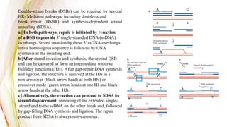 Strand Invasion how homologous recombination works 2 ppt.ppt