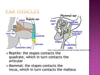 http://www.talkorigins.org/faqs/comdesc/section1.html.

 Reptile: the stapes contacts the
  quadrate, which in turn contacts the
  articular
 Mammal: the stapes contacts the
  incus, which in turn contacts the malleus
 