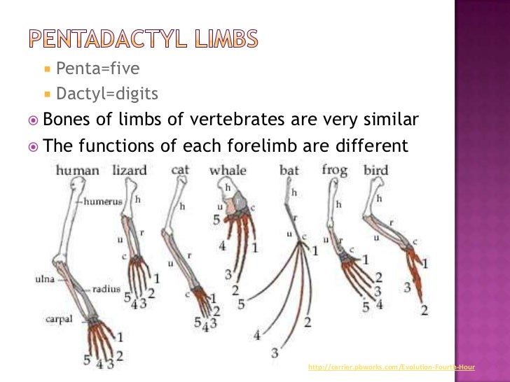 Homologous Structure (Evolution)